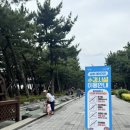 송림테마거리 | 포항 송도 해수욕장 근처 아이와 놀기 좋은 곳_ 송도 송림 테마거리 송도 솔밭 산책로