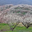 순천향매실마을 이미지