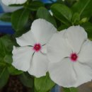 돌산가든 이미지