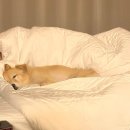 멍서프 펜션 엔 게스트하우스 | [강릉] 오션뷰 애견동반 가능한 멍서프 펜션 내돈내산 솔직 후기