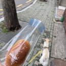 바보온달돈까스 | 그래도 어떡해 해야지@ (5~6월 일상)