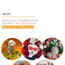 놀러오개 애견유치원 애견호텔 이미지