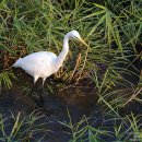 소백로1 이미지