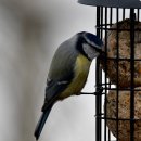 아이슬란드의 새2 - Blue Tit(푸른박새) 이미지