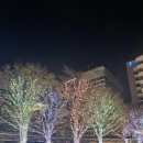 진타워 | 2025 도쿄타워 뷰 끝판왕! 롯폰기 일루미네이션 &amp; 숨겨진 비밀정원 모리 정원 후기