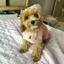 토론토 동물병원 | 강아지랑 캐나다 토론토 가기 서류준비, 짐싸기 출국전