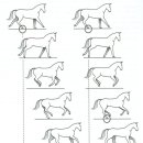 답보변환(踏步變換, flying changes)이란 무엇인가? 이미지