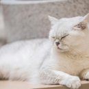 서울샤인 동물병원 이미지