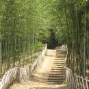 대숲 이미지