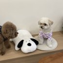 하이독스 이미지