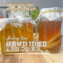 콤부차 만들기 도전기｜스코비 구매부터 홈메이드 생콤부차 후기