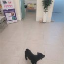 아산동물의료센터 이미지