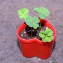 클로버농장 이미지