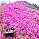 국내 '최대 진달래 군락지'로 소문난 봄 여행지 3곳 이미지