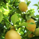 레몬(lemon)의 생태와 효능 및 활용 이미지