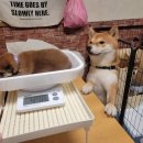 댕댕이의 하루 이미지