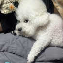 강아지의 하루 이미지