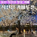 울산 작천정 벚꽃 카페 투칸 추천 실시간 개화 시기 정보