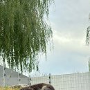 화천군수달연구센터 이미지