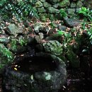 제주 안덕계곡 상록수림 이미지