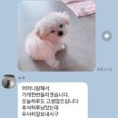 귀엽개 | 익산애견분양 EVENT 말티푸 귀엽개❤