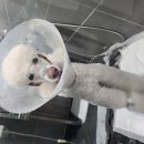 다란동물병원 이미지