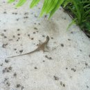 알로하호텔 이미지