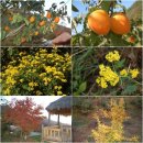 대붕농장 이미지