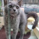 캣초딩 고양이분양 김포구래점 이미지