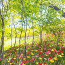 노원-상계-2116 | 불암산 나비정원 철쭉축제 일정 실시간 나비공원 만개 철쭉동산 주차장