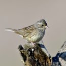 굴업도의 촉새(Black-faced Bunting) 이미지