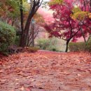 단풍펜션 이미지