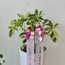 [도청앞오룡한의원] 개원축하화분 #무늬홍콩야자