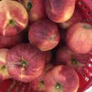 진공농장 이미지