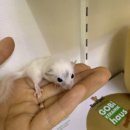 햄스터 분양 햄스터월드 이미지