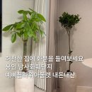 새천년3단지(아) | 용인 남사화훼단지 예삐플라워아울렛 총정리(화분, 분갈이, 가격 정보)