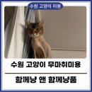 함께냥 앤 함께냥품 북수원점 | 수원 고양이 미용 추천 함께냥 앤 함께냥품 북수원점 무마취미용 후기