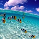 엠디자인 이미지