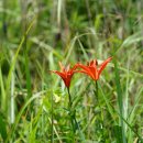 큰하늘나리 Lilium concolor var. megalanthum F. T. Wang & T. Tang 이미지