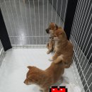 시바스럽 이미지