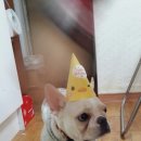 멍멍 스타일 Daum카페