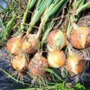 두메유기농원 이미지