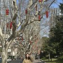 자스민민박 | 상하이 근교 투어 우전 수향마을 당일치기 / 서책 대차반 솔직후기