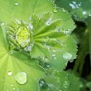 아침이슬 이미지