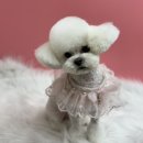 또왕또왕 Dog Salon 이미지