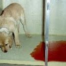 나루동물병원 이미지