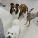 리디아 동물병원 이미지