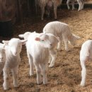 설화목장 이미지