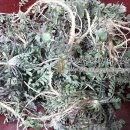 오덕전통된장 이미지