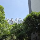 백합 | 산본 11구역 임장 장미, 백합, 주공11